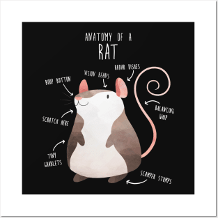 Anatomy of a Rat Posters and Art